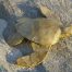 De mini zee-urn Schildpad, van gerecycled papier, op het strand van Scheveningen