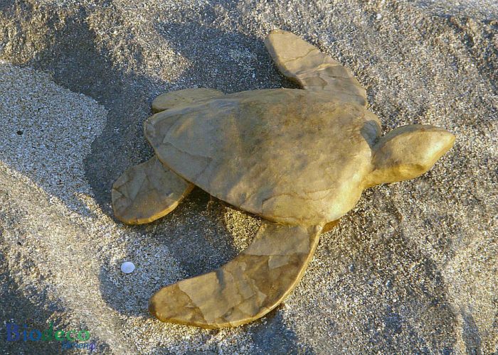 De mini zee-urn Schildpad, van gerecycled papier, op het strand van Scheveningen