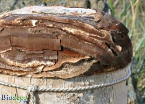 Detail van de biologisch afbreekbare Berkenschors-urn, handmatig afgewerkt met de schors van de Berk voor een asbijzetting in de aarde